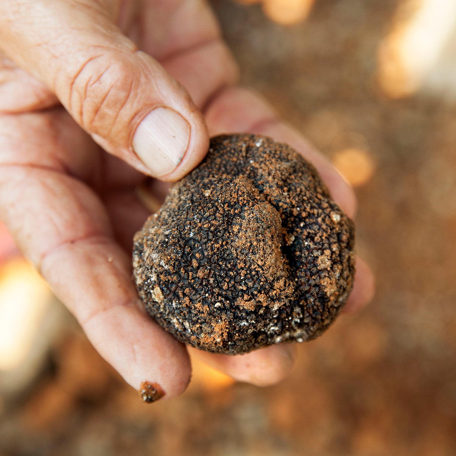 Black Truffle (Tuber Melanosporum)